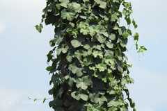 Trichosanthes tricuspidata